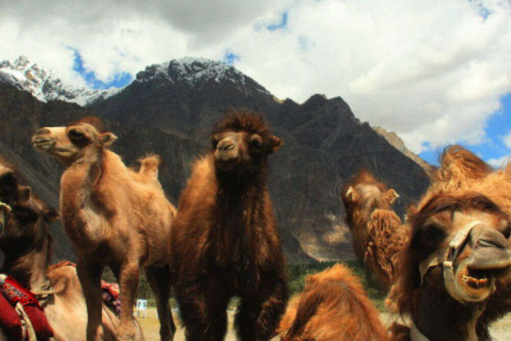 Face to face with the rare Bactrian camels and incredible sand dunes in Nubra Valley bactrian camel