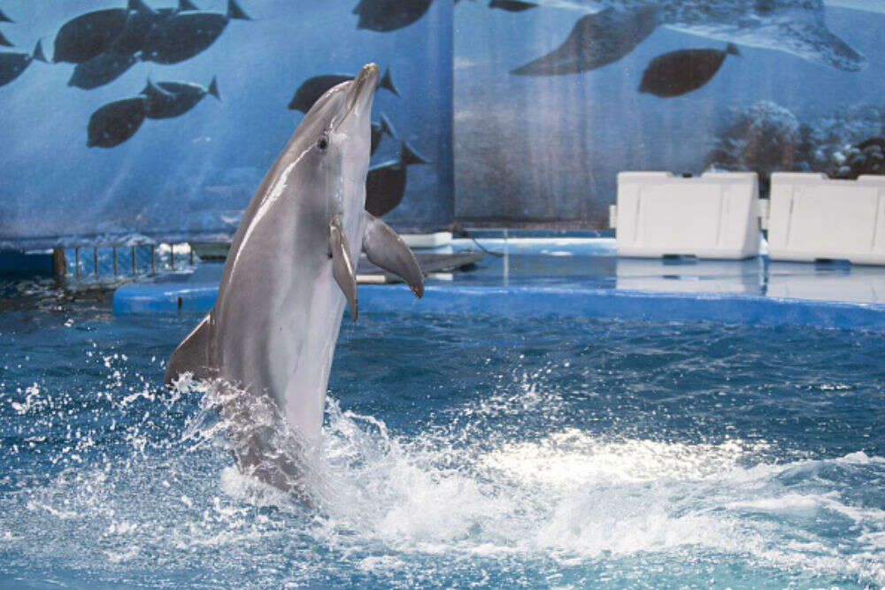 21 things to do in Barcelona Barcelona Zoo