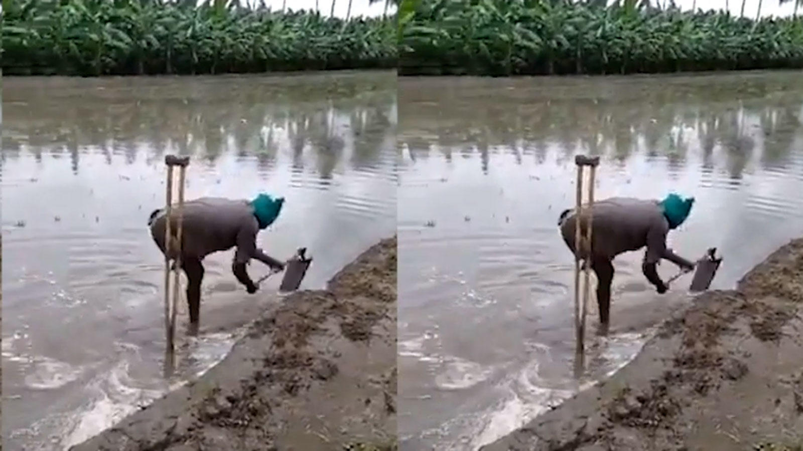 Viral Video Differently Abled Farmer Wins Netizens Hearts