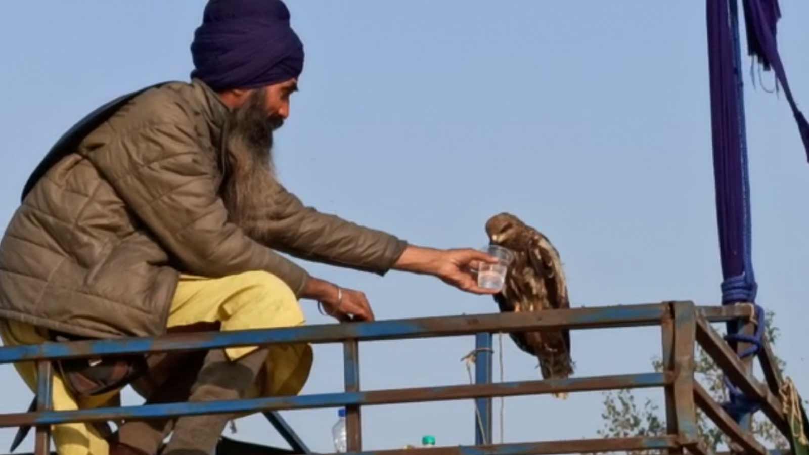 Delhi Nihang Sikh Offers Water To Falcon During Farmers Protest At