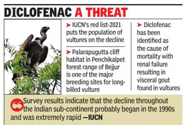 Indian Vultures On Death Row, Huge Dip In Numbers