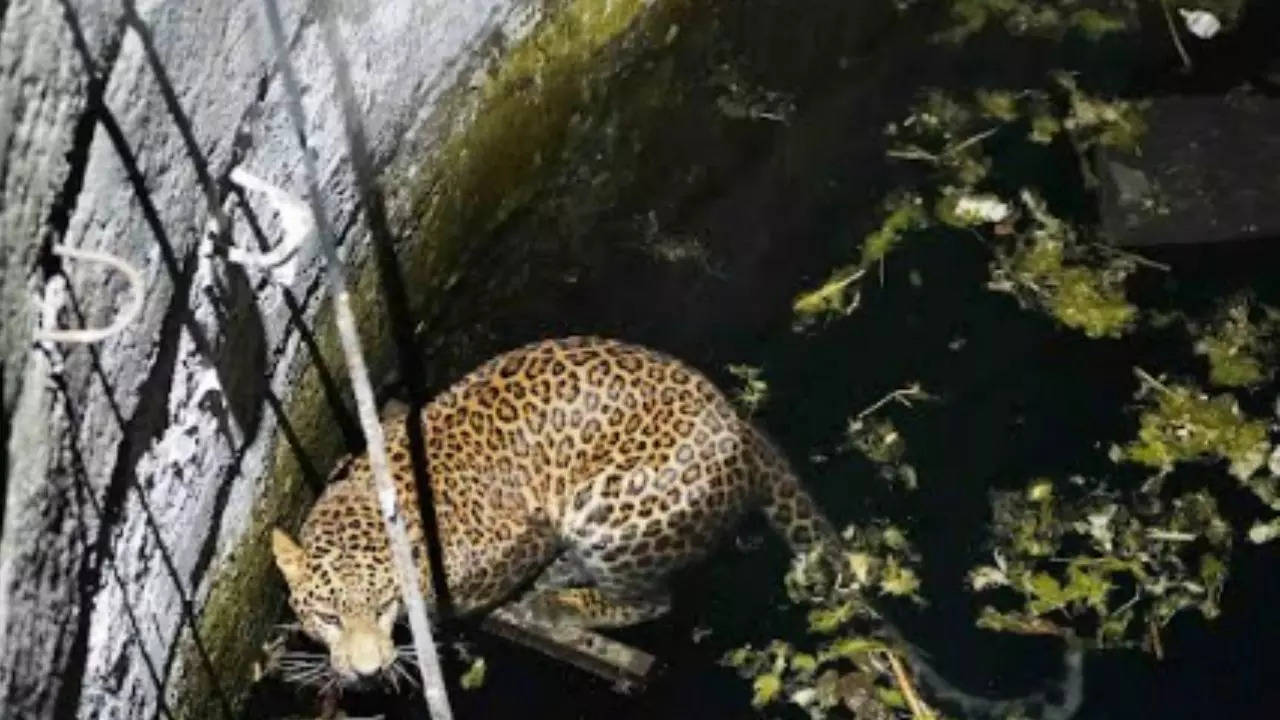 Two leopards rescued in less than 24 hours in…