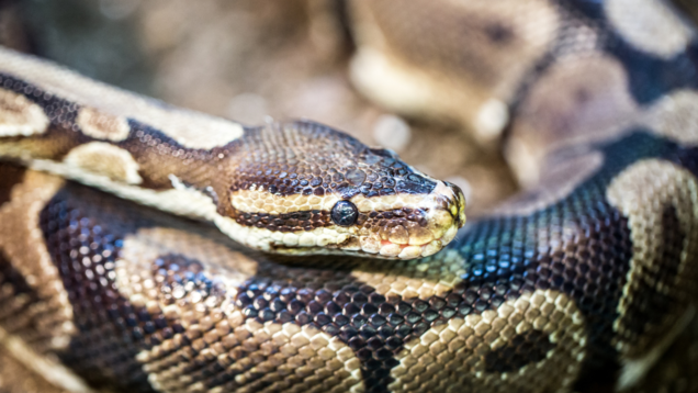 Bengaluru: King cobras and 55 ball pythons seized by customs in the airport! Bengaluru: King cobras and 55 ball pythons seized by customs in the airport!