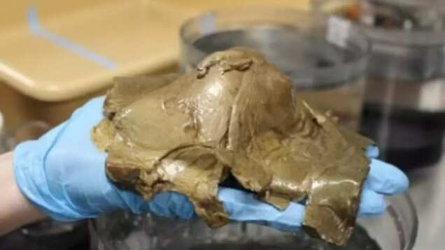 'Golden Egg' discovery on Alaskan seafloor baffles scientists! 'Golden Egg' discovery on Alaskan seafloor baffles scientists!