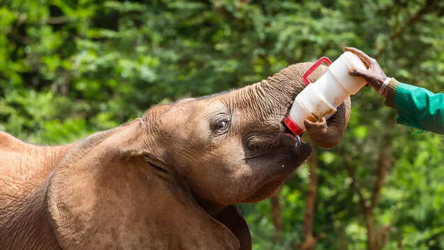 Perfect first-timers' itinerary for a holiday in Kenya Perfect first-timers' itinerary for a holiday in Kenya