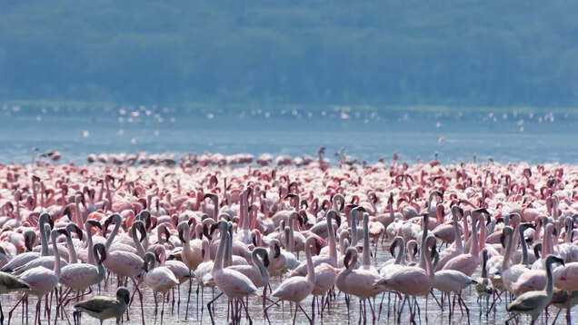 Perfect first-timers' itinerary for a holiday in Kenya Perfect first-timers' itinerary for a holiday in Kenya