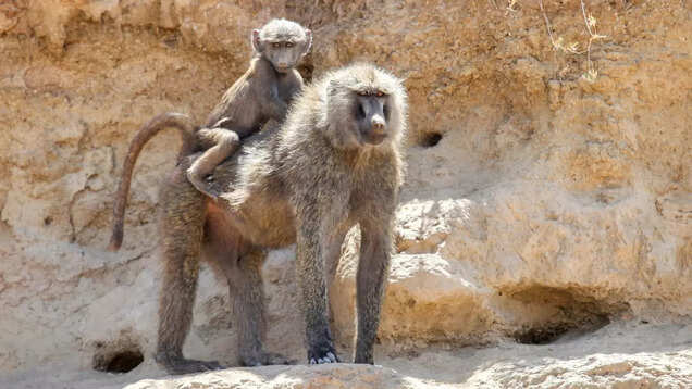 Perfect first-timers' itinerary for a holiday in Kenya Perfect first-timers' itinerary for a holiday in Kenya