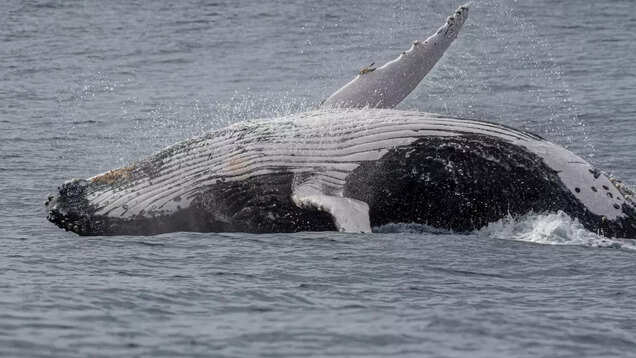 What whale watching is all about in North America What whale watching is all about in North America
