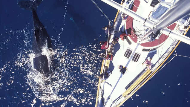 What whale watching is all about in North America What whale watching is all about in North America