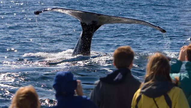 What whale watching is all about in North America What whale watching is all about in North America