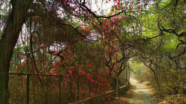 Biodiversity hotspot Delhi Ridge is the city's saving grace Biodiversity hotspot Delhi Ridge is the city's saving grace