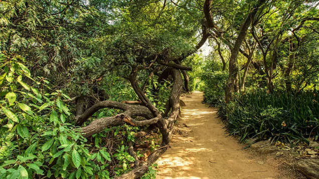 Biodiversity hotspot Delhi Ridge is the city's saving grace Biodiversity hotspot Delhi Ridge is the city's saving grace