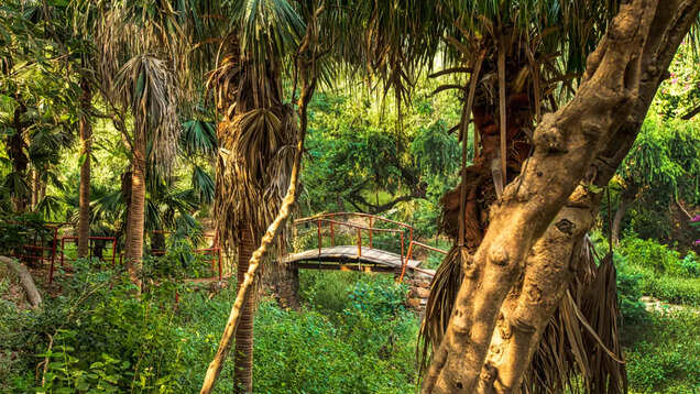 Biodiversity hotspot Delhi Ridge is the city's saving grace Biodiversity hotspot Delhi Ridge is the city's saving grace