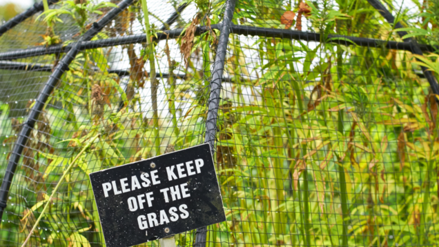 Exploring the UK's deadliest garden with plants that can kill people! Exploring the UK's deadliest garden with plants that can kill people!