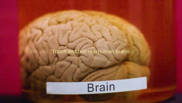 Touch and feel real human brains at Bengaluru’s unique Brain Museum Touch and feel real human brains at Bengaluru’s unique Brain Museum