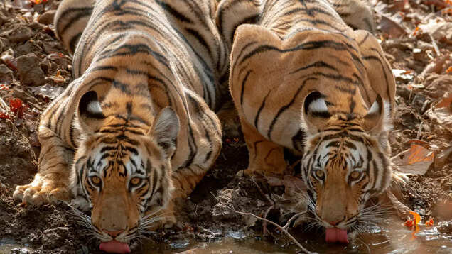Tadoba National Park to soon offer world’s first-ever ropeway safari for aerial wildlife viewing Tadoba National Park to soon offer world’s first-ever ropeway safari for aerial wildlife viewing