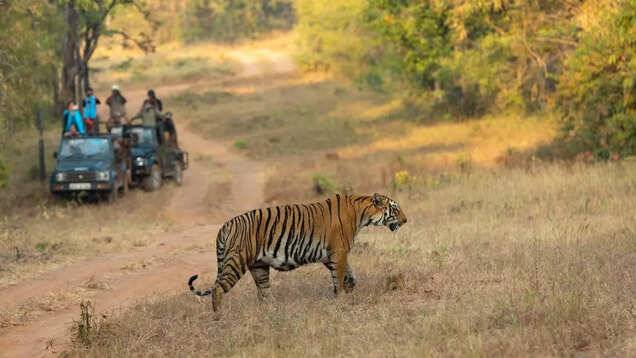 Tadoba National Park to soon offer world’s first-ever ropeway safari for aerial wildlife viewing Tadoba National Park to soon offer world’s first-ever ropeway safari for aerial wildlife viewing