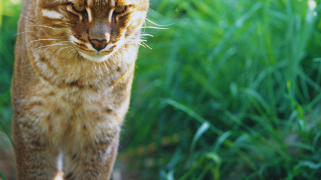 Assam: Rare and elusive Asiatic Golden Cat makes a comeback in Manas National Park Assam: Rare and elusive Asiatic Golden Cat makes a comeback in Manas National Park