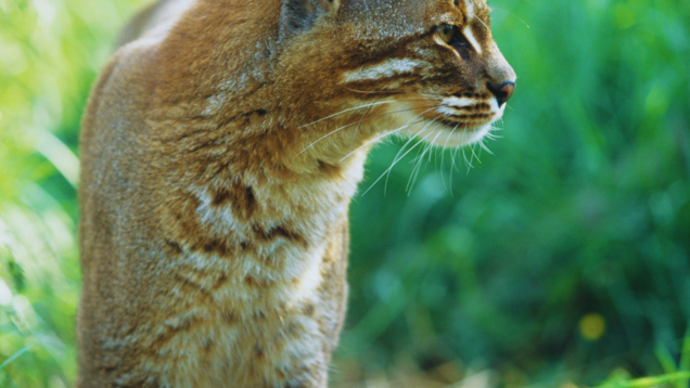 Assam: Rare and elusive Asiatic Golden Cat makes a comeback in Manas National Park Assam: Rare and elusive Asiatic Golden Cat makes a comeback in Manas National Park