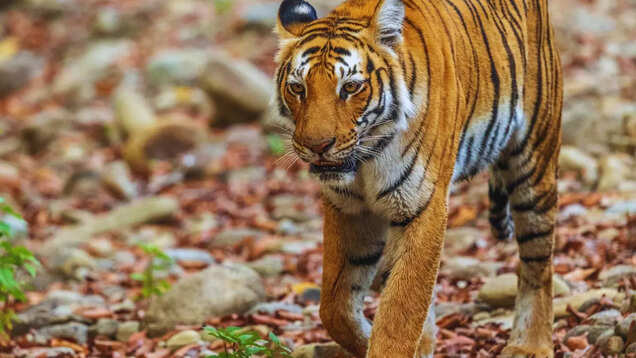 From tiger stories to rare birds: Why Pawalgarh is a must-visit in Uttarakhand From tiger stories to rare birds: Why Pawalgarh is a must-visit in Uttarakhand