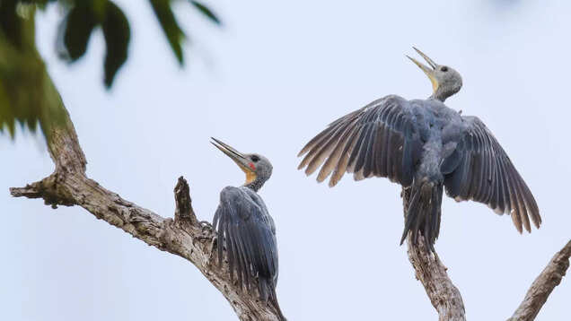 From tiger stories to rare birds: Why Pawalgarh is a must-visit in Uttarakhand From tiger stories to rare birds: Why Pawalgarh is a must-visit in Uttarakhand
