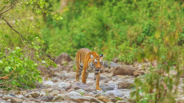 From tiger stories to rare birds: Why Pawalgarh is a must-visit in Uttarakhand From tiger stories to rare birds: Why Pawalgarh is a must-visit in Uttarakhand