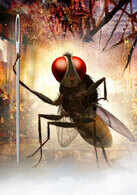 Eega