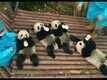 Pandas - The Making