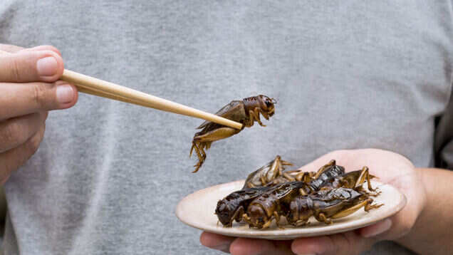 This insect restaurant in Thailand is taking fine-dining to next level This insect restaurant in Thailand is taking fine-dining to next level