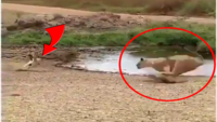 How to fake a lion in 5 seconds