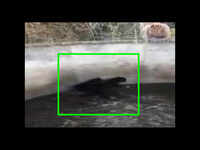 3 bears rescued by forest dept in Himachal Pradesh’s Rampur