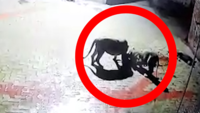 On cam: Lioness duo drag and feast upon prey inside haveli in Amreli