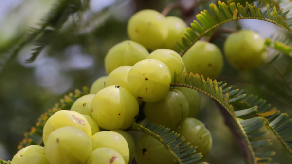 One fruit, three forms: Which Amla type is right for whom?