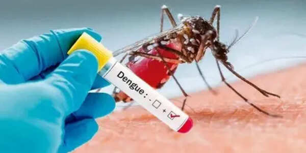 Jan-March dengue cases down to 23 from 2024’s 76