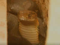 Karnataka: 11-feet-long cobra rescued by snake catcher in Shivamogga
