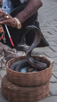 <i class="tbold">king cobra</i>