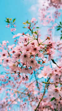 Cherry Blossom