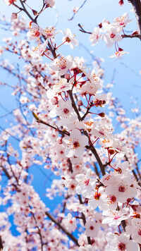 Cherry Blossom (Japan)