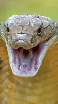 <i class="tbold">king cobra</i>
