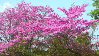 Not <i class="tbold">cherry blossoms</i>
