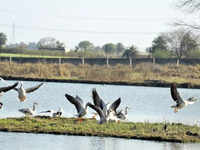 Sultanpur National Park, <i class="tbold">gurgaon</i>