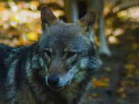 Velavadar <i class="tbold">national</i> Park, Gujarat: Indian wolves