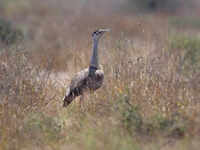 Desert <i class="tbold">national</i> Park, Rajasthan: Great Indian Bustard