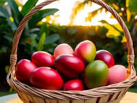 Why this mango is known as ‘Egg of the sun’ and what makes it so expensive