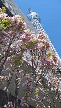 <i class="tbold">cherry blossoms</i>