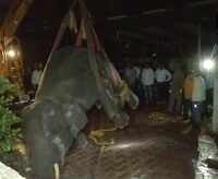 Assam: Forest officials rescue wild elephant from residential area in Guwahati