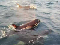 Scientists find new type of killer whale off Chile