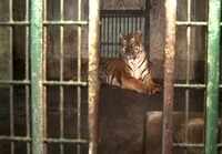 Assam: Royal Bengal Tiger injured in Orang National Park, treatment underway