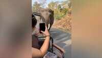 Why selfie addicts should stay away from this elephant