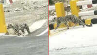 Watch: Snow leopard sighted on road at Gangotri National Park in Uttarakhand